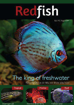 image from redfishmagazine.com.au