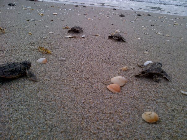 Loggerhead hatchlings