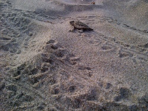 Baby loggerhead sea turtle tracks