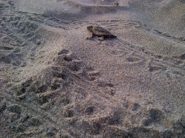 baby-loggerhead-sea-turtle-tracks