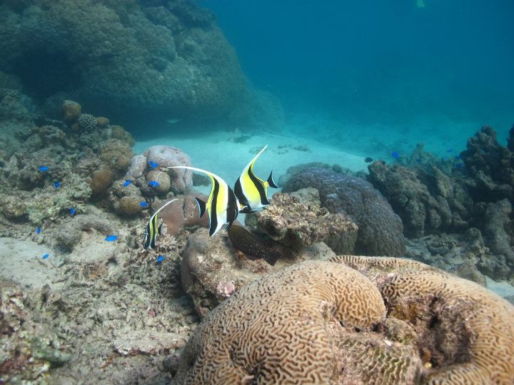 Moorish idol pair and blue damsels