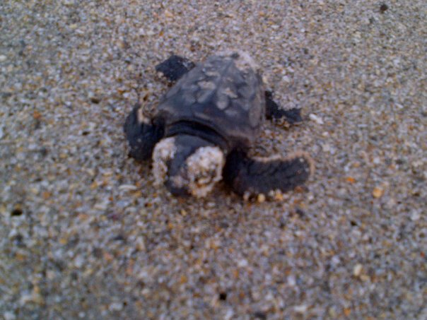 Baby loggerhead