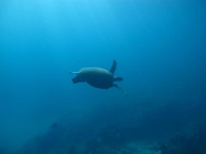 Green sea turtle great barrier reef