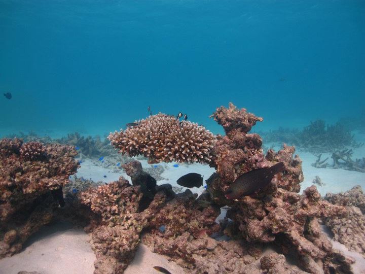 Parrotfish and acropora southern great barrier reef
