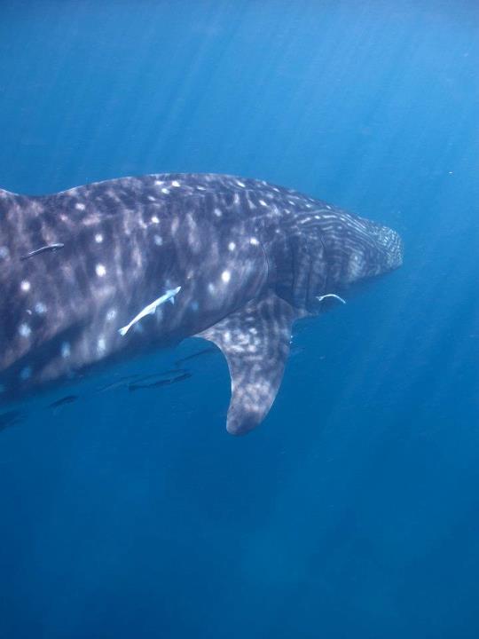 Whale shark in the southern great barrier reef