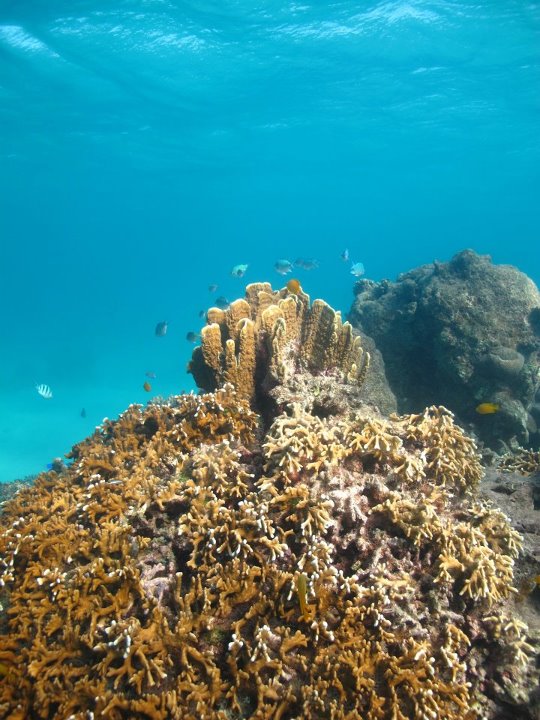 Elkorn damage and bleaching southern gbr