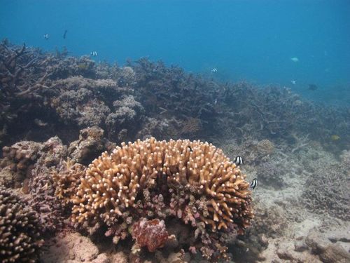 Elkorn damage and bleaching southern gbr
