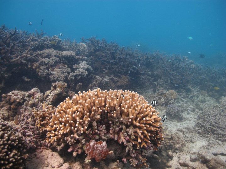 Porites damage great barrier reef