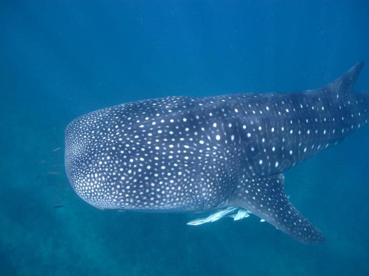 Whale shark closeup great barrier reef