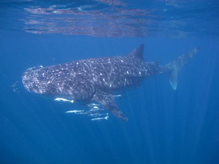 Whale shark with remoras