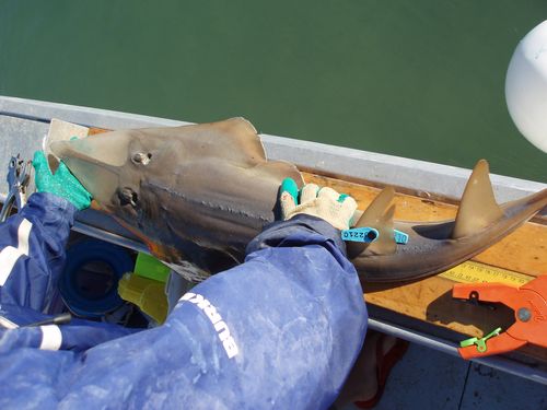 shovelnose ray