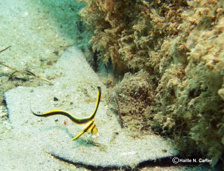 Baby batfish