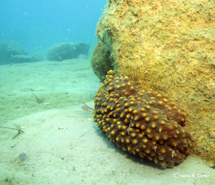 Sea cucumber