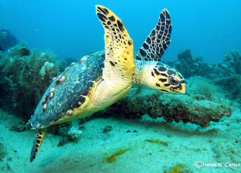 Hawksbill Sea Turtle