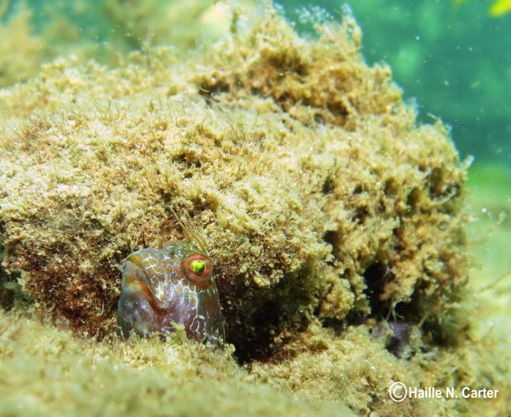 Jawfish