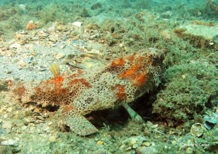 Stonefish