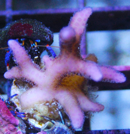 A birdsnest SPS coral frag