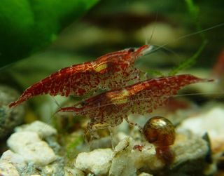 vejspærring Tilbageholdenhed Berettigelse The Care and Breeding of Cherry Shrimp - Captive Aquatics: An Aquarium and  Ecology Blog