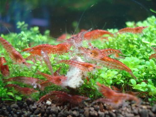 Aquarium store cherry shrimp