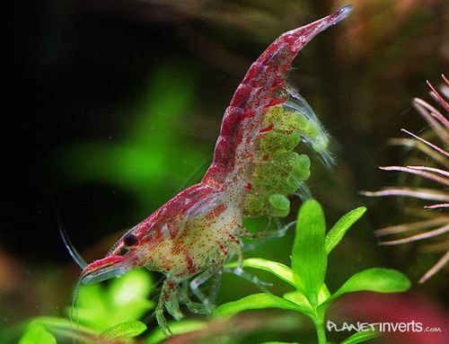 Pregnent.shrimp